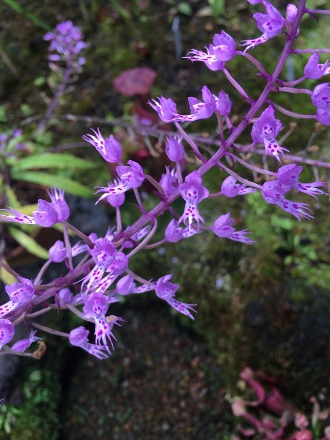 Stenoglottis longifolia flower