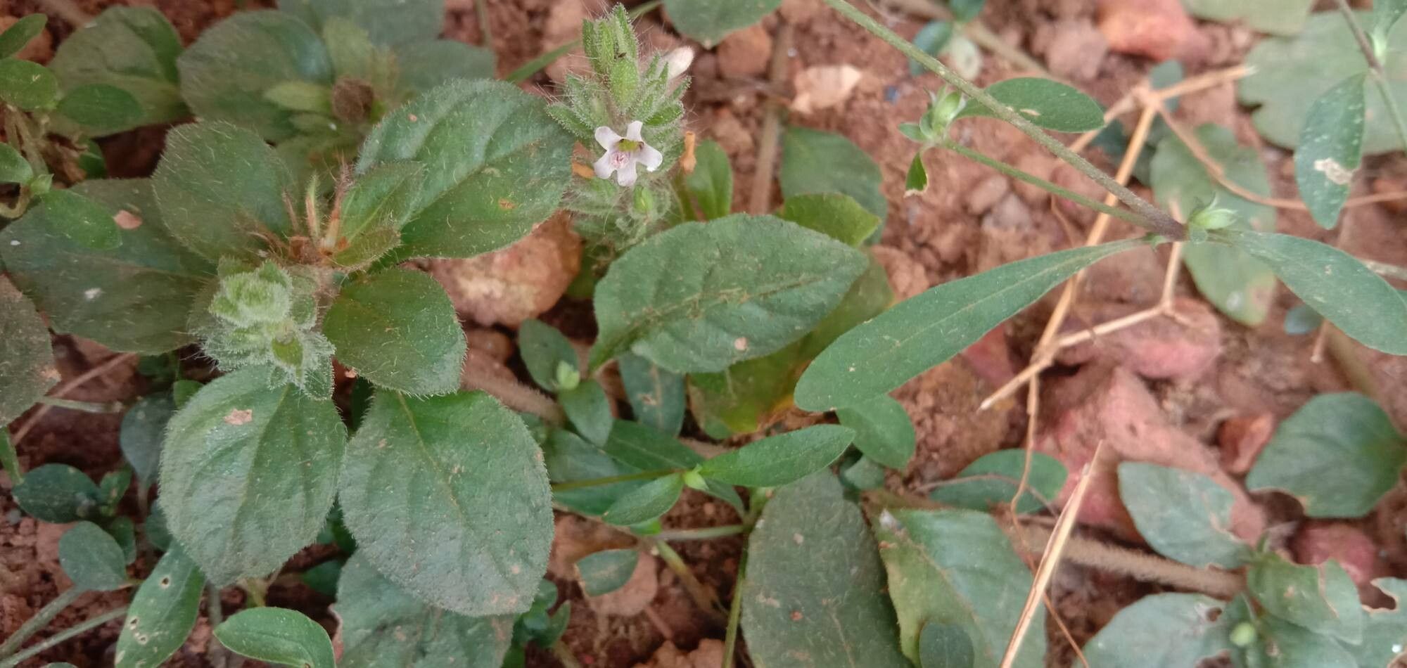 Staurogyne spatulata flower