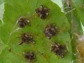 Polystichum braunii flower