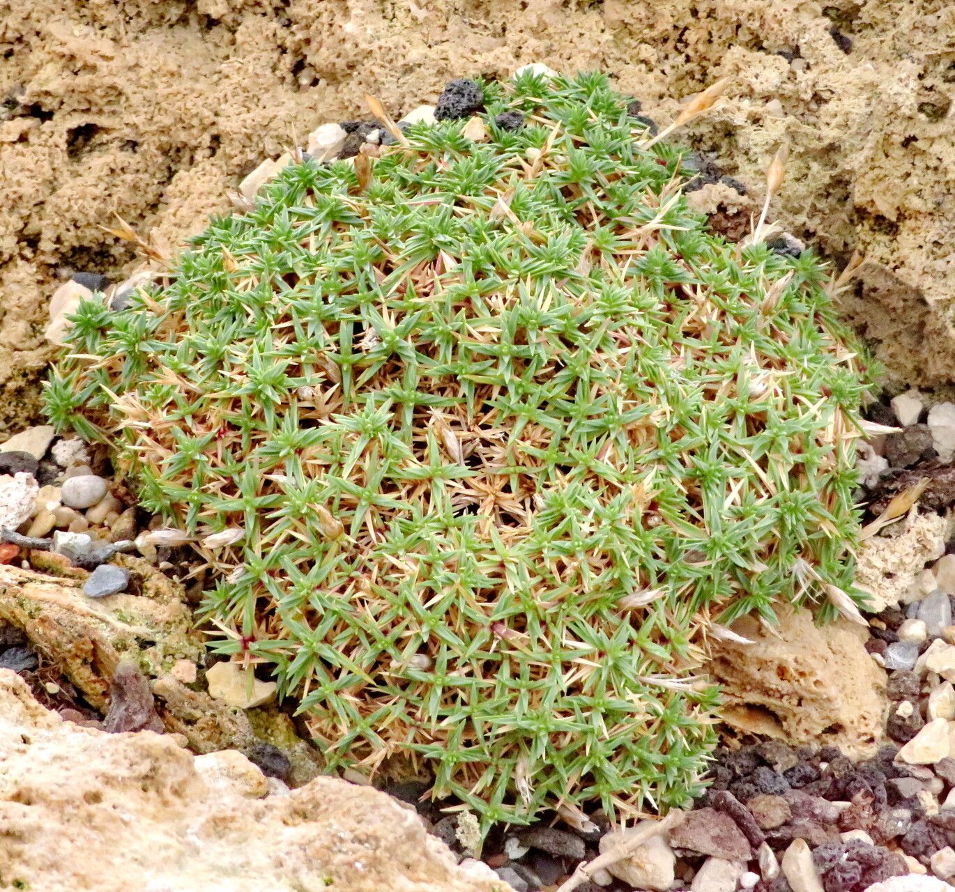 Dianthus arpadianus habit