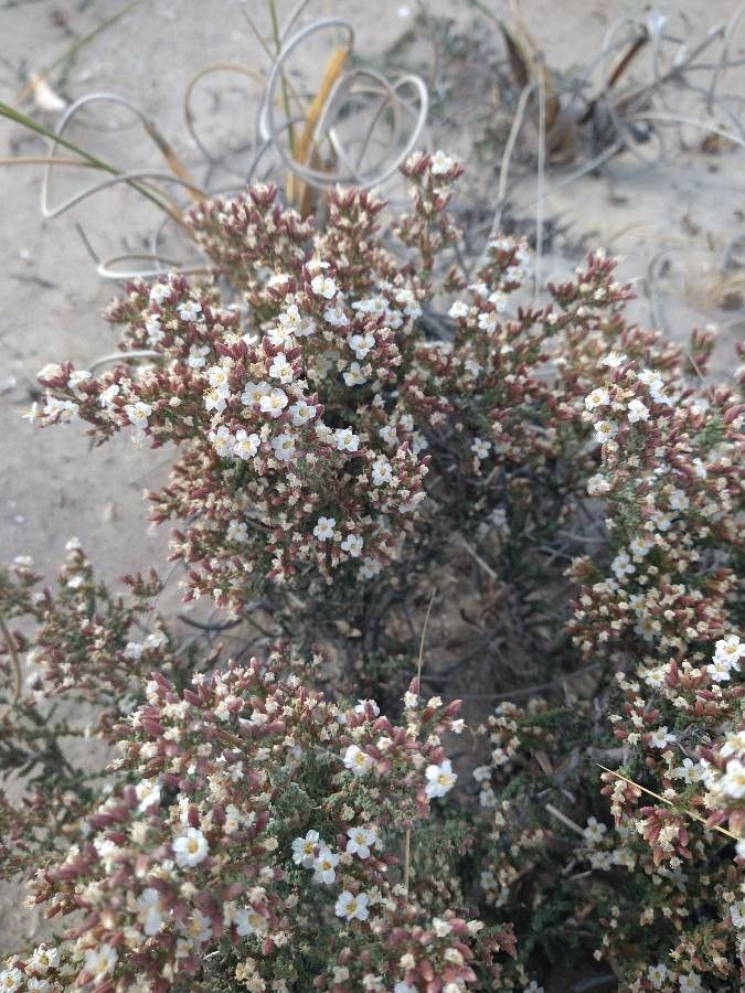 Frankenia patagonica — houseplant care guide