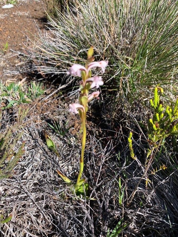 Satyrium amoenum habit