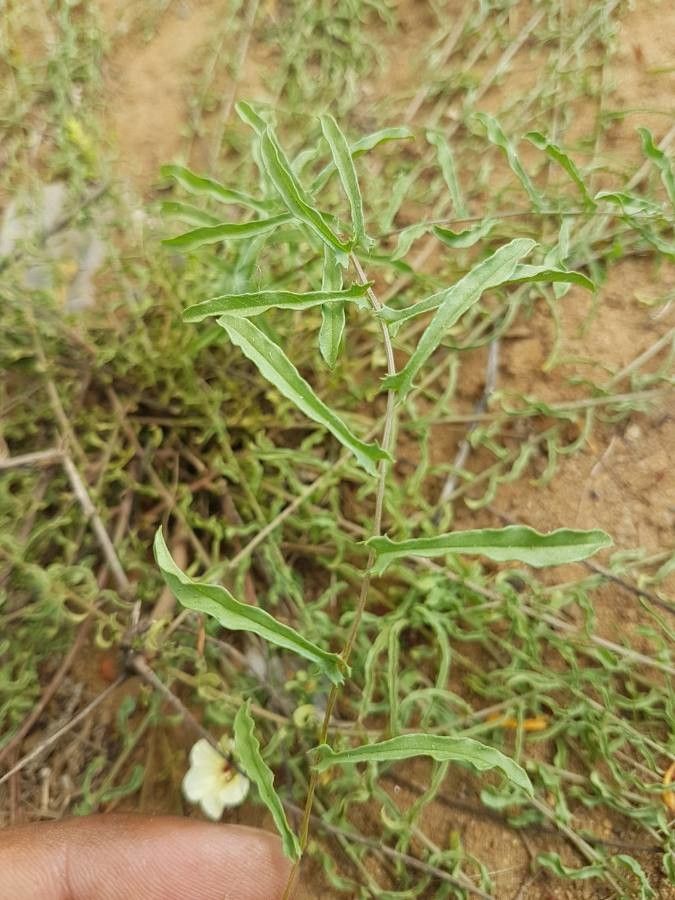 Merremia tridentata — search result for 'Merremia'