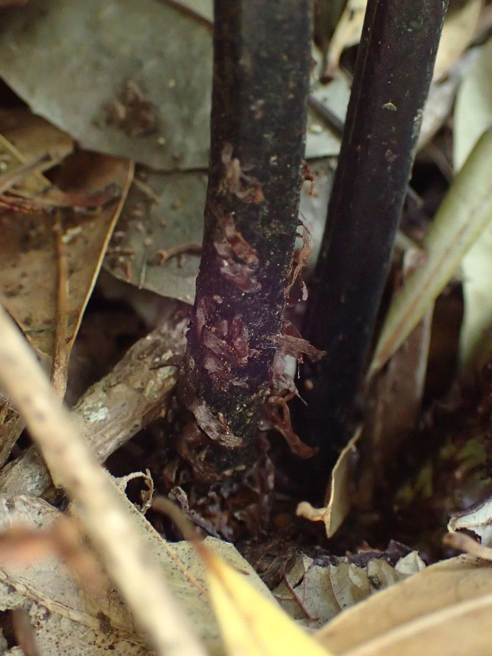 Diplazium caudatum bark