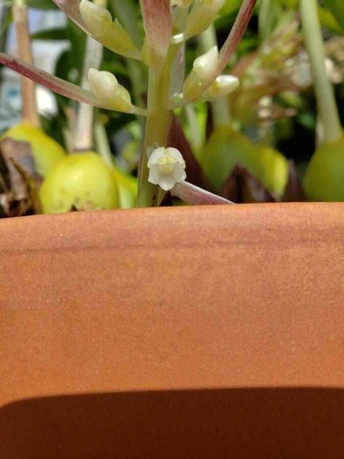 Coelia triptera flower