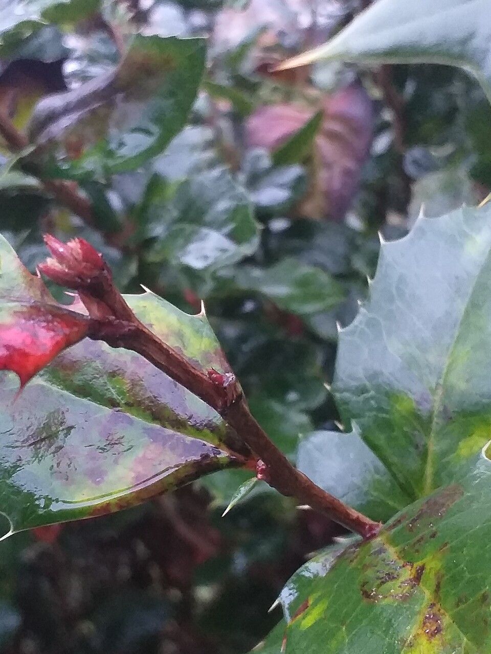 Berberis × neubertii bark