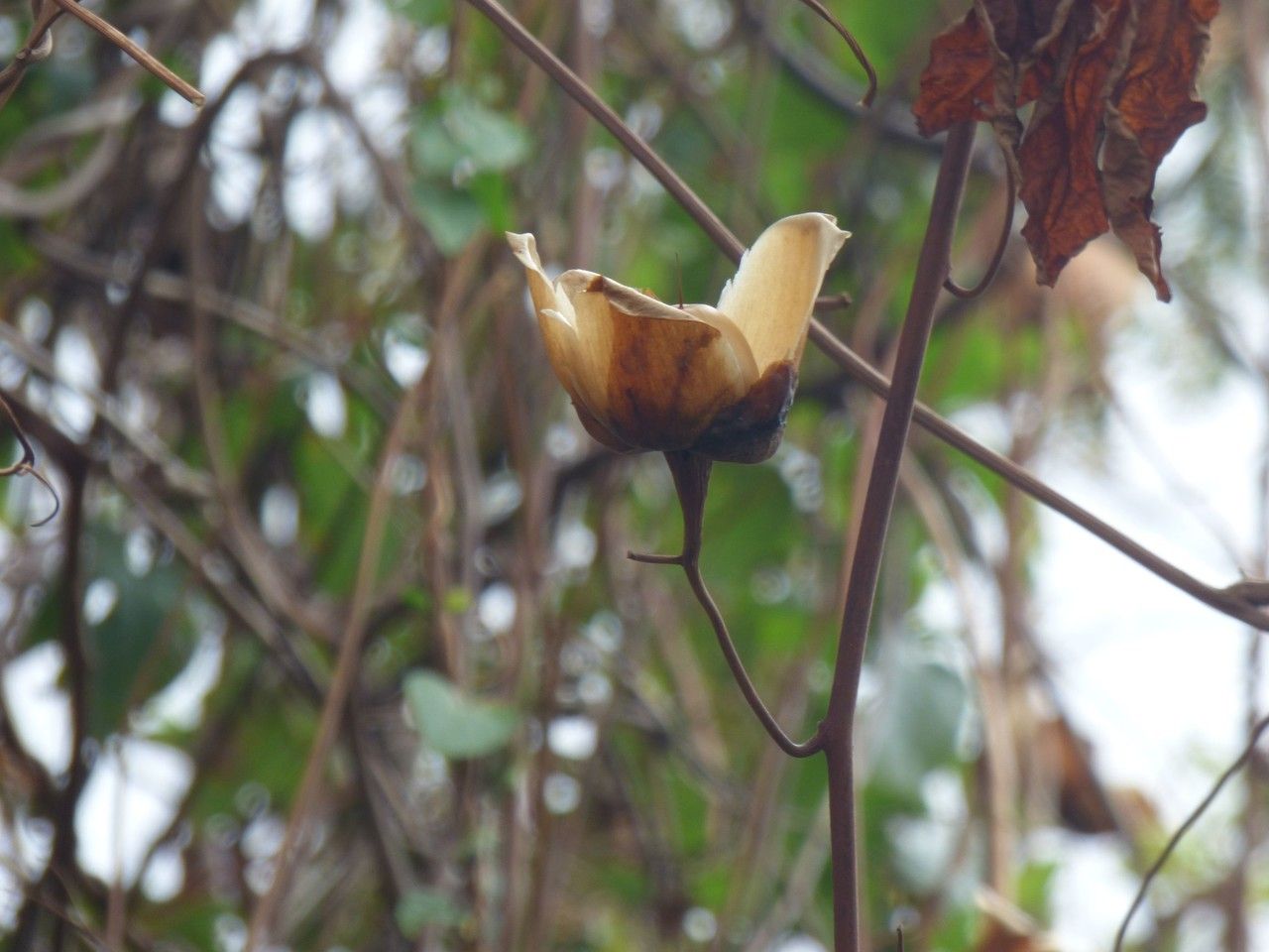 Merremia tuberosa fruit