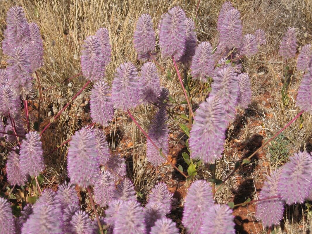 Ptilotus extenuatus flower