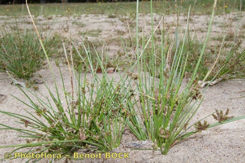 Schoenoplectus supinus habit
