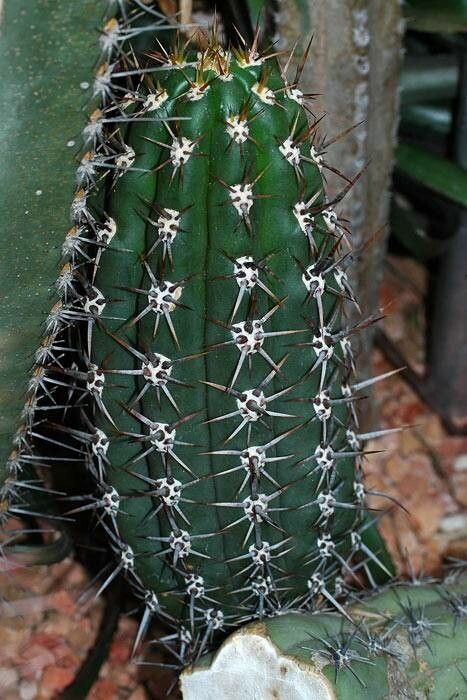 Echinopsis tacaquirensis — search result for 'Echinopsis'