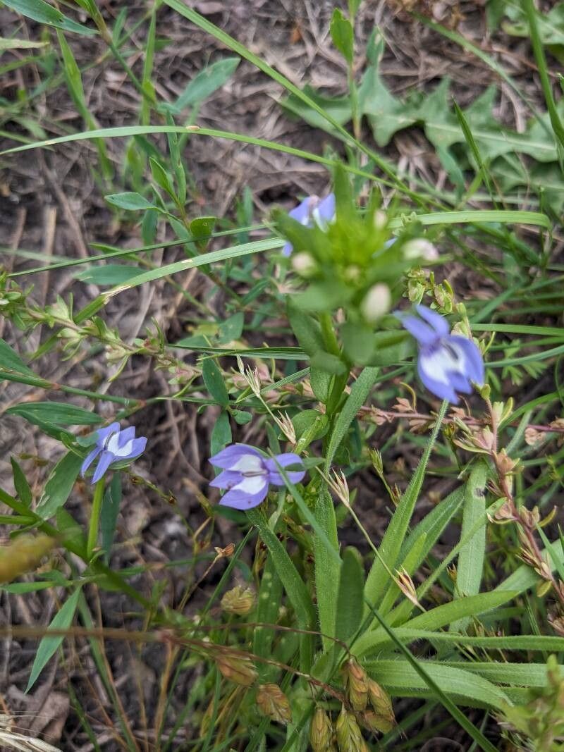 Downingia elegans — search result for 'Lobelia'