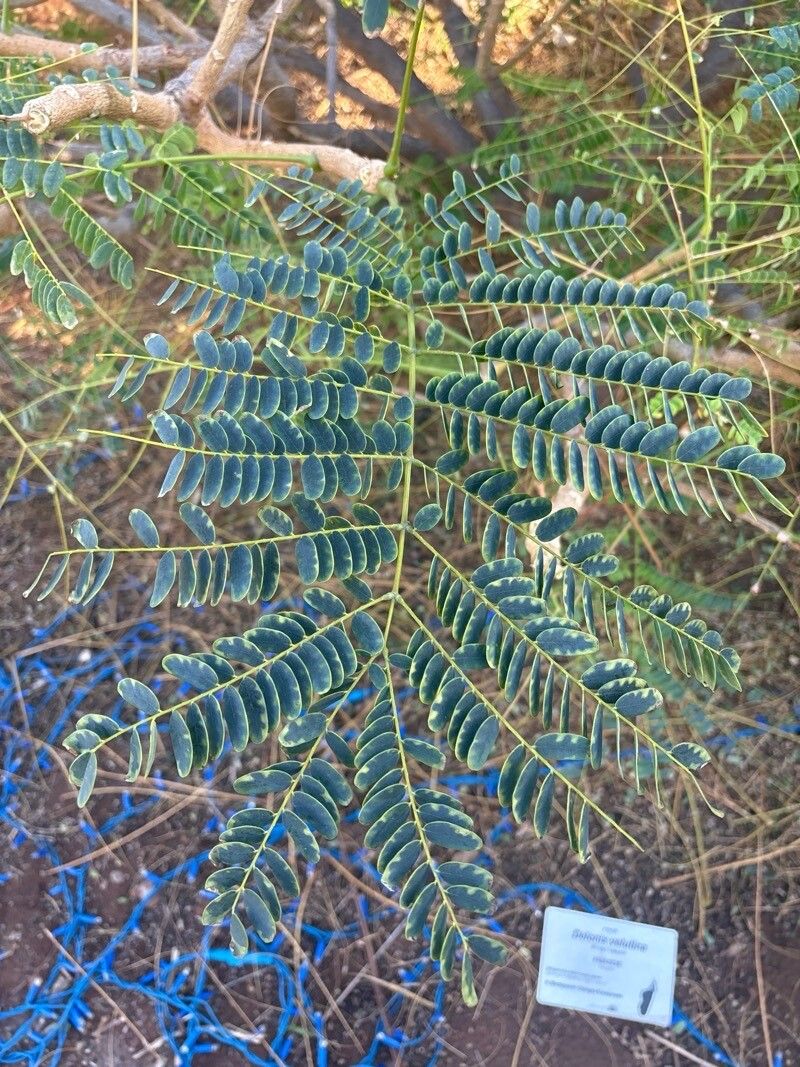 Delonix velutina — search result for 'Delonix'