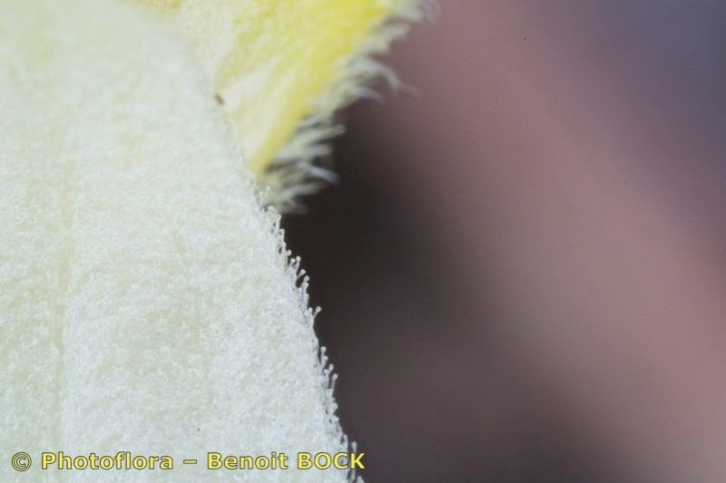 Rhinanthus burnatii other