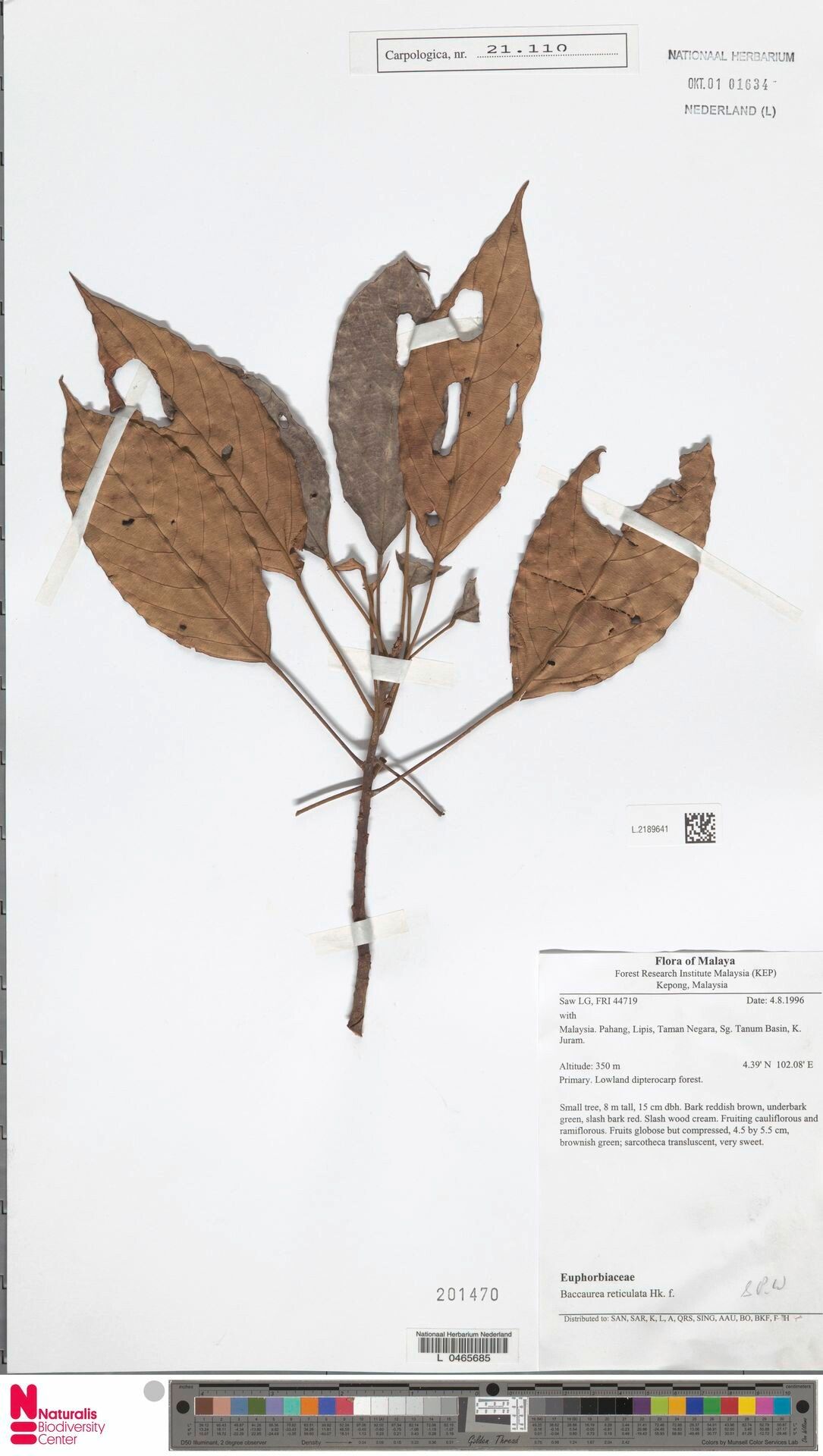 Baccaurea reticulata — houseplant care guide