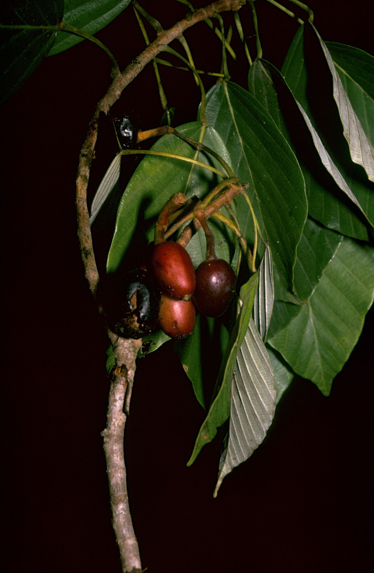 Pourouma saulensis — houseplant care guide