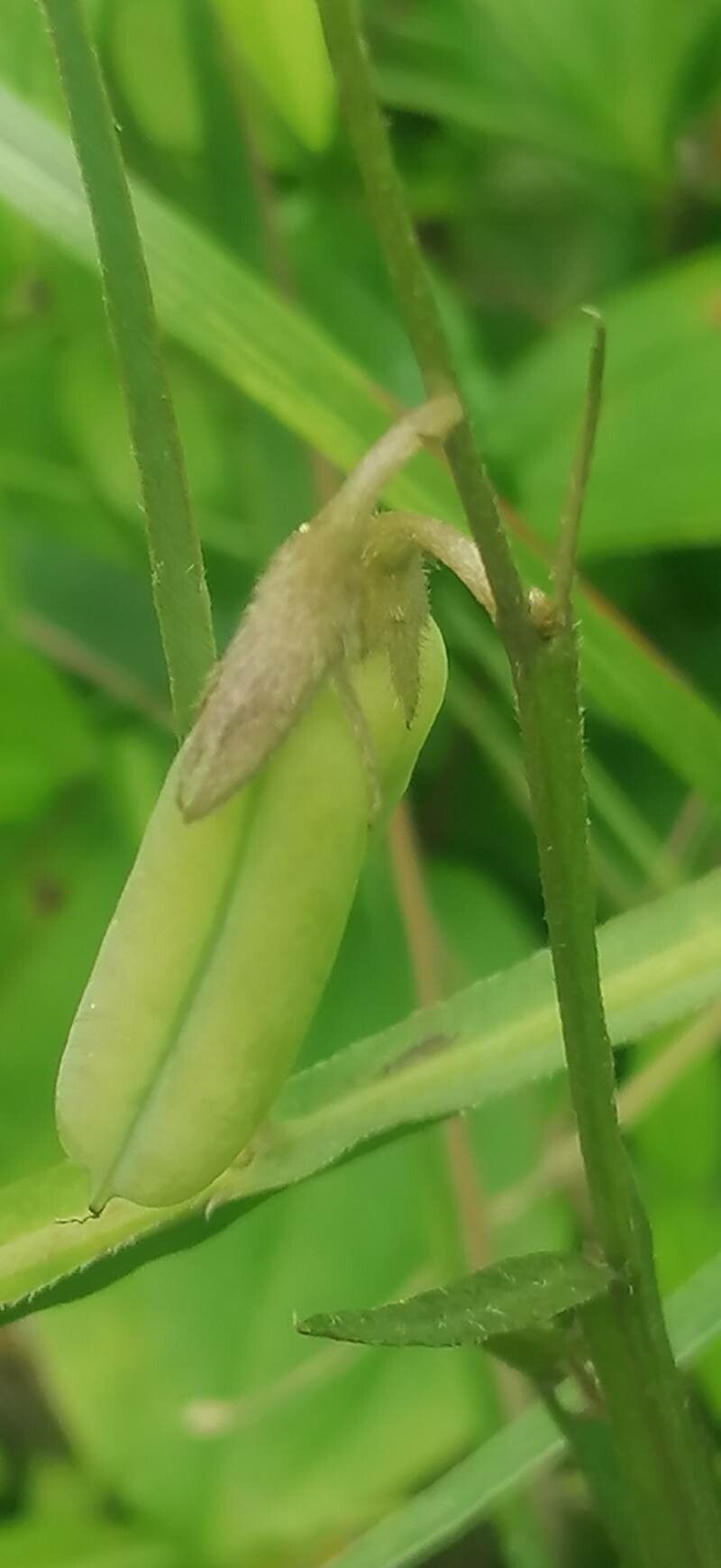 Crotalaria vitellina fruit