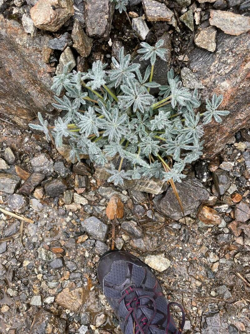 Lupinus meridanus — search result for 'Lupinus'