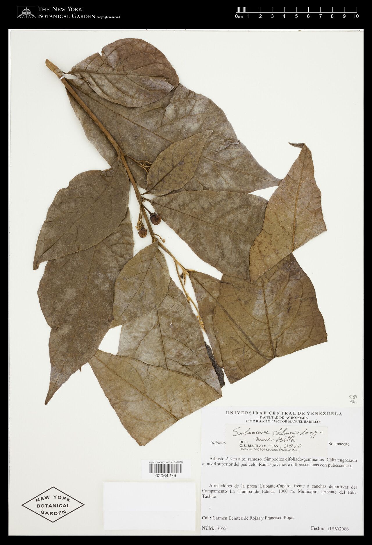 Solanum chlamydogynum — houseplant care guide