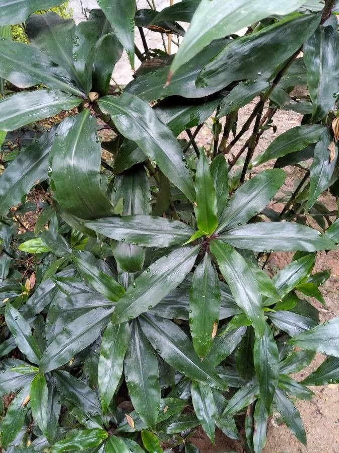 Pollia condensata leaf