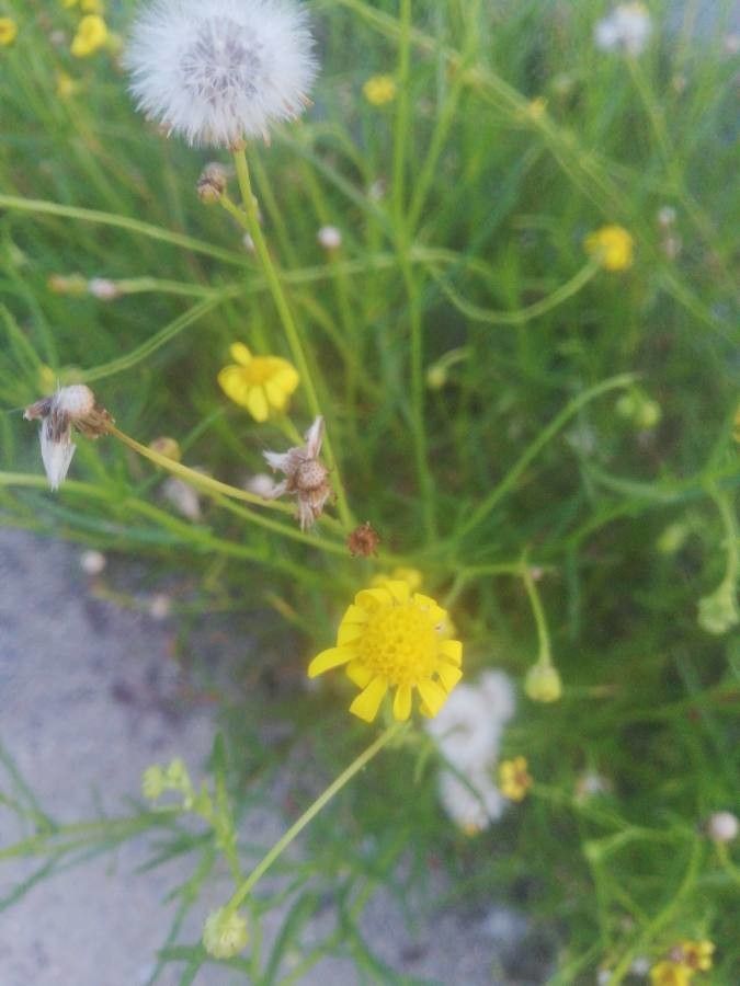 Amphiachyris dracunculoides flower