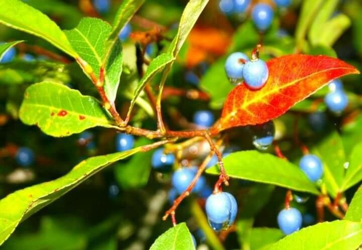 Elaeocarpus reticulatus fruit