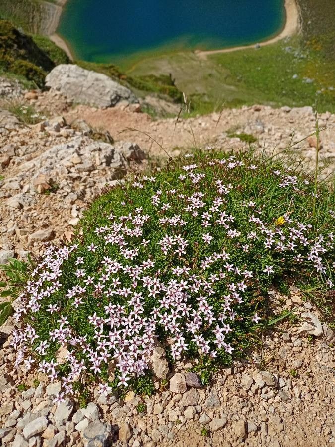 Arenaria purpurascens habit
