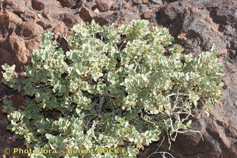 Withania adpressa habit