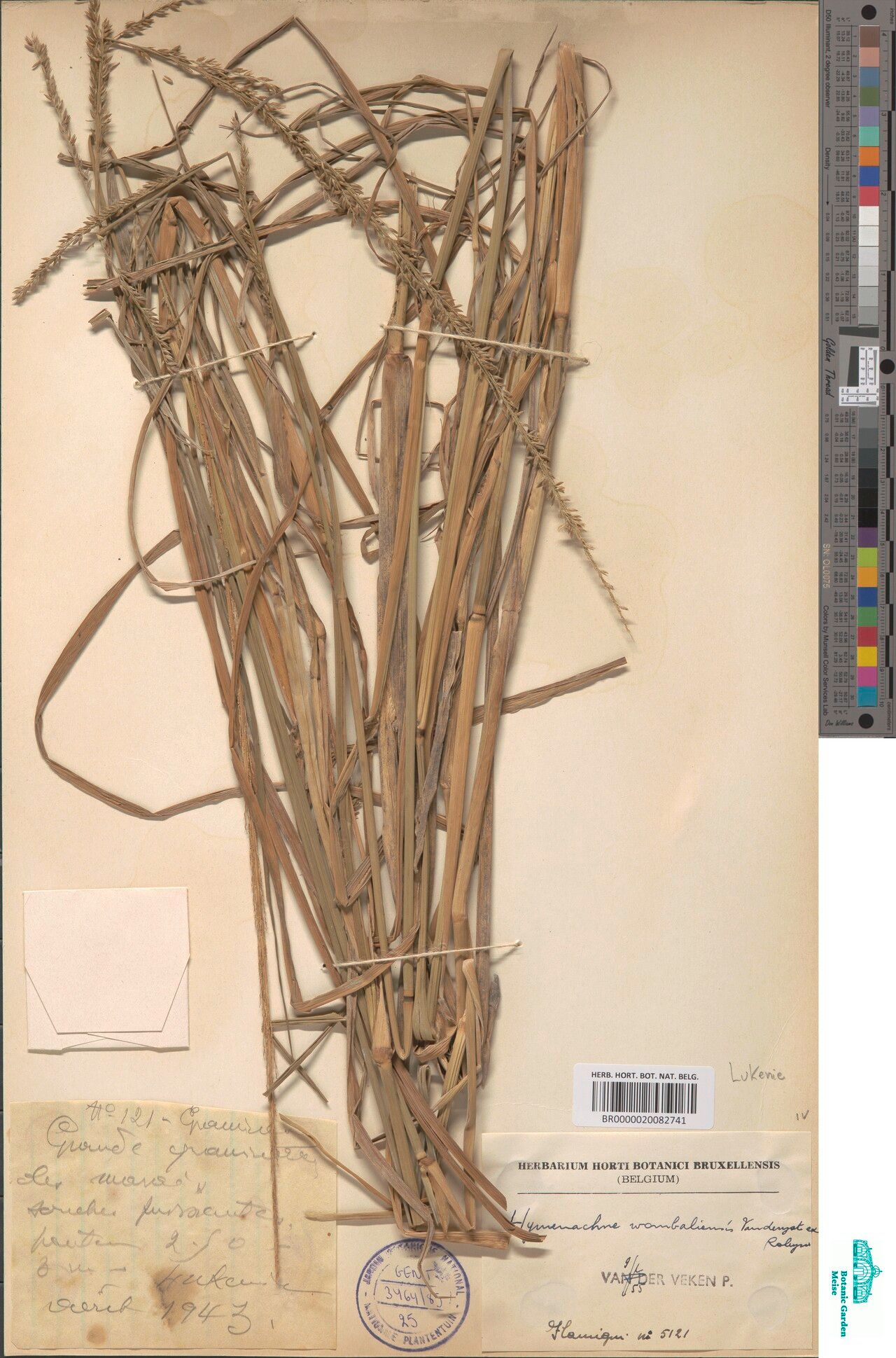 Hymenachne wombaliensis — related species from the same genus