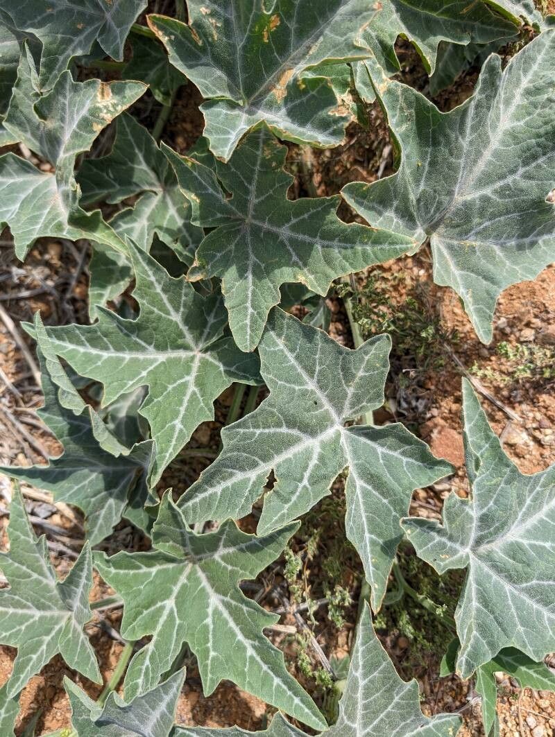 Cucurbita palmata leaf