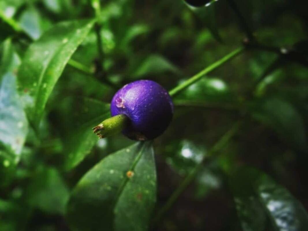 Psychotria brachiata — search result for 'Psychotria'