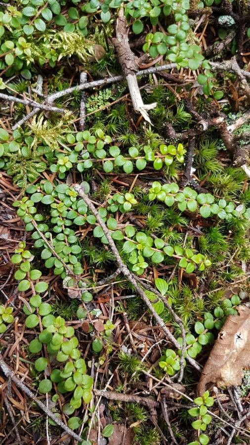 Gaultheria hispidula — search result for 'Gaultheria'