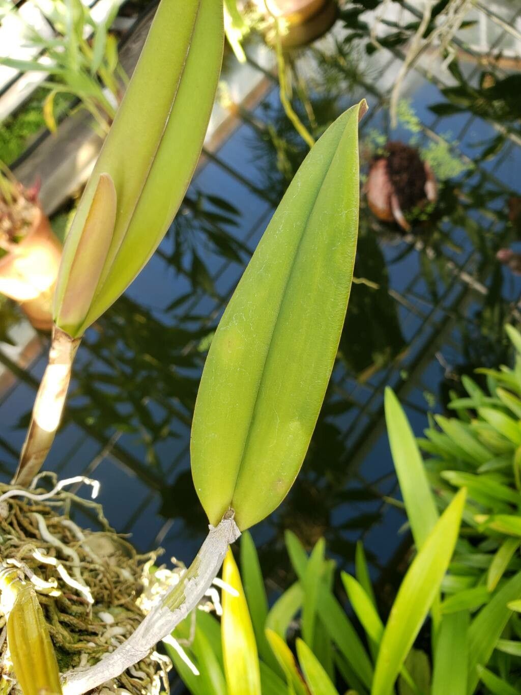 Cattleya mooreana — houseplant care guide