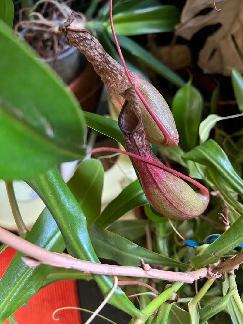 Nepenthes alata flower