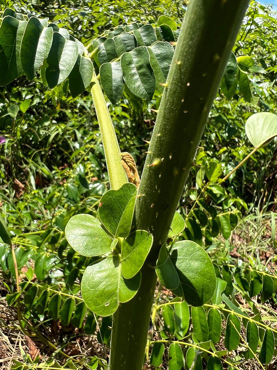 Caesalpinia crista — search result for 'Caesalpinia'