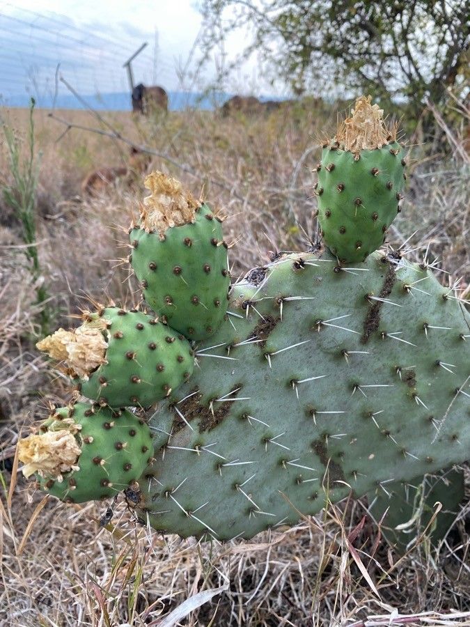 Opuntia vulgaris — search result for 'Opuntia'