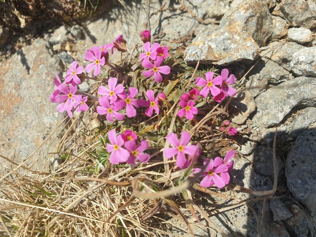 Androsace carnea flower