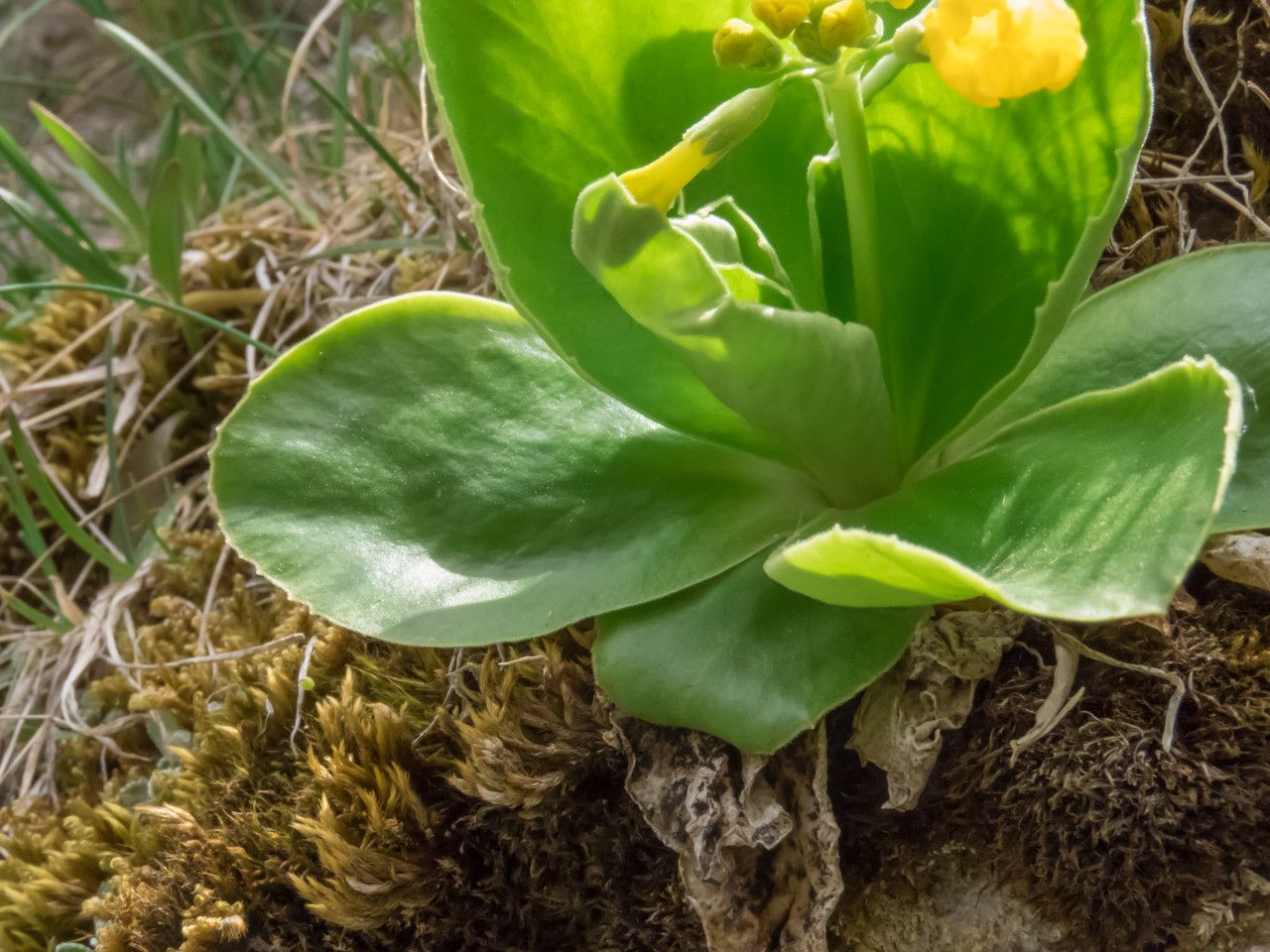 Primula auricula leaf