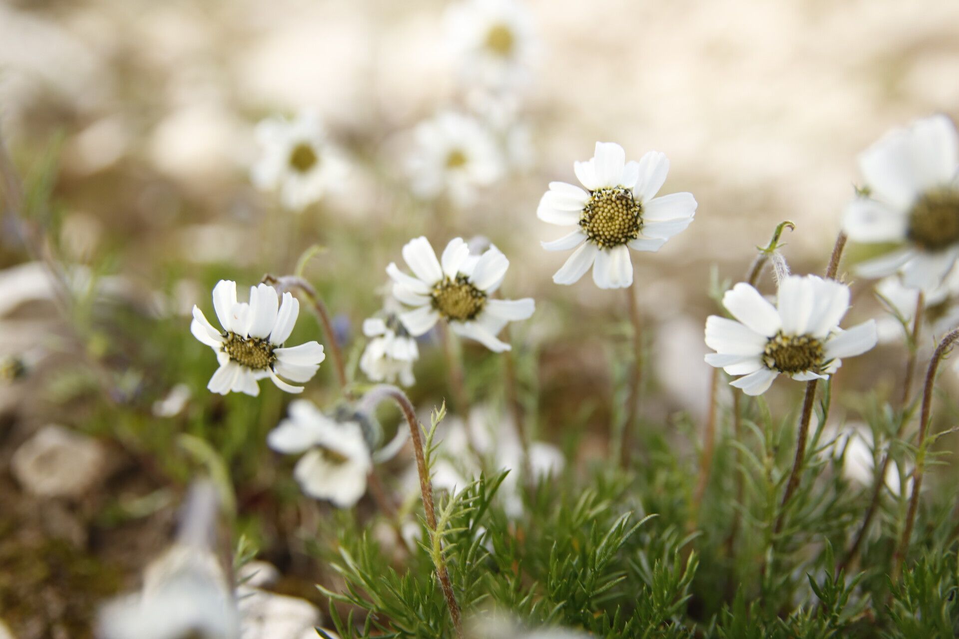 Achillea oxyloba flower