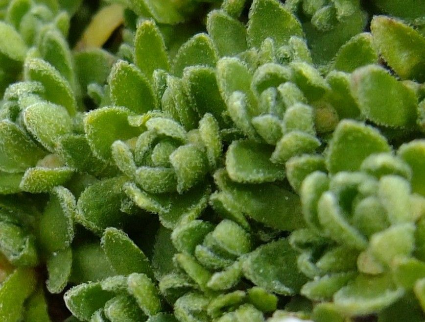 Androsace alpina leaf