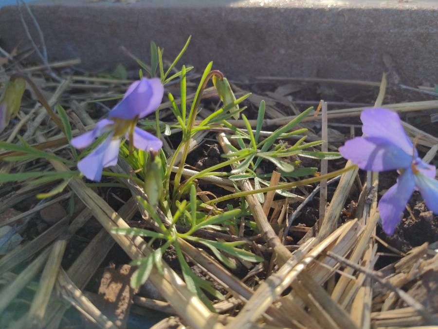 Viola pedata — search result for 'Violaceae'
