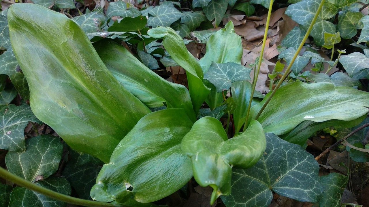 Erythronium revolutum leaf