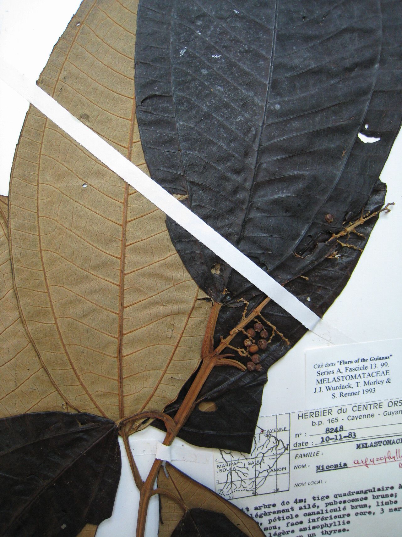 Miconia argyrophylla — houseplant care guide