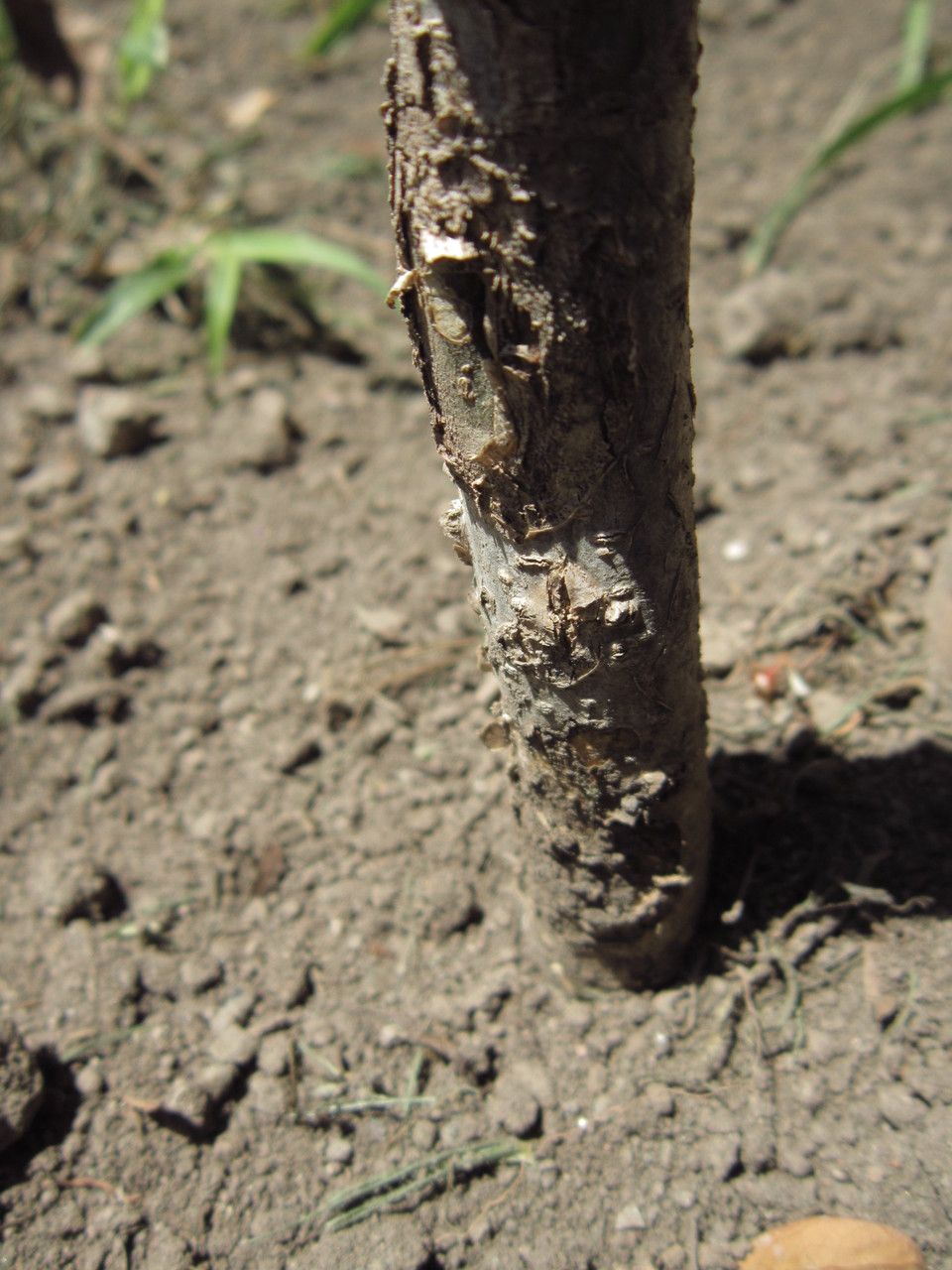 Caesalpinia mexicana bark