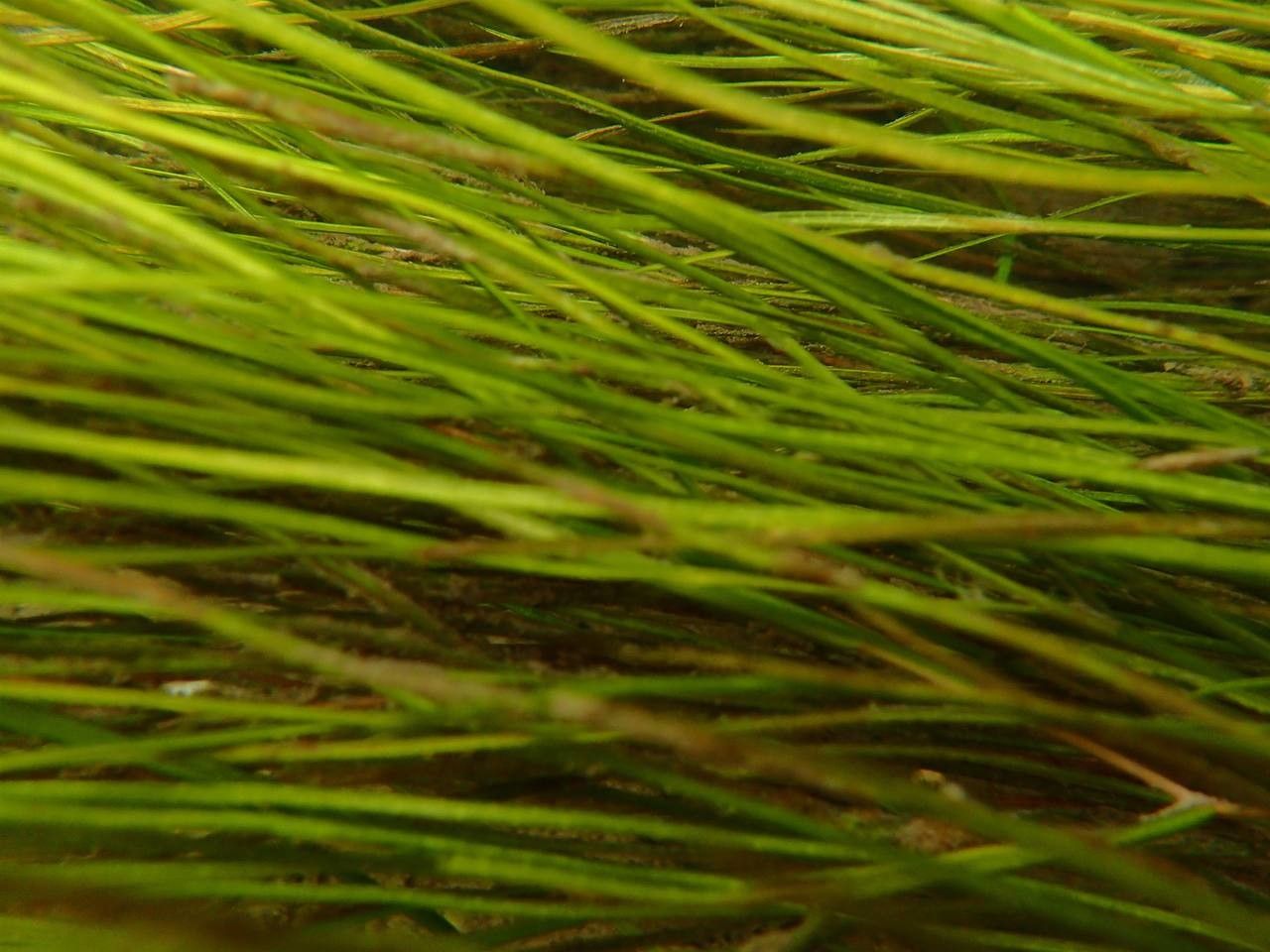 Stuckenia pectinata fruit