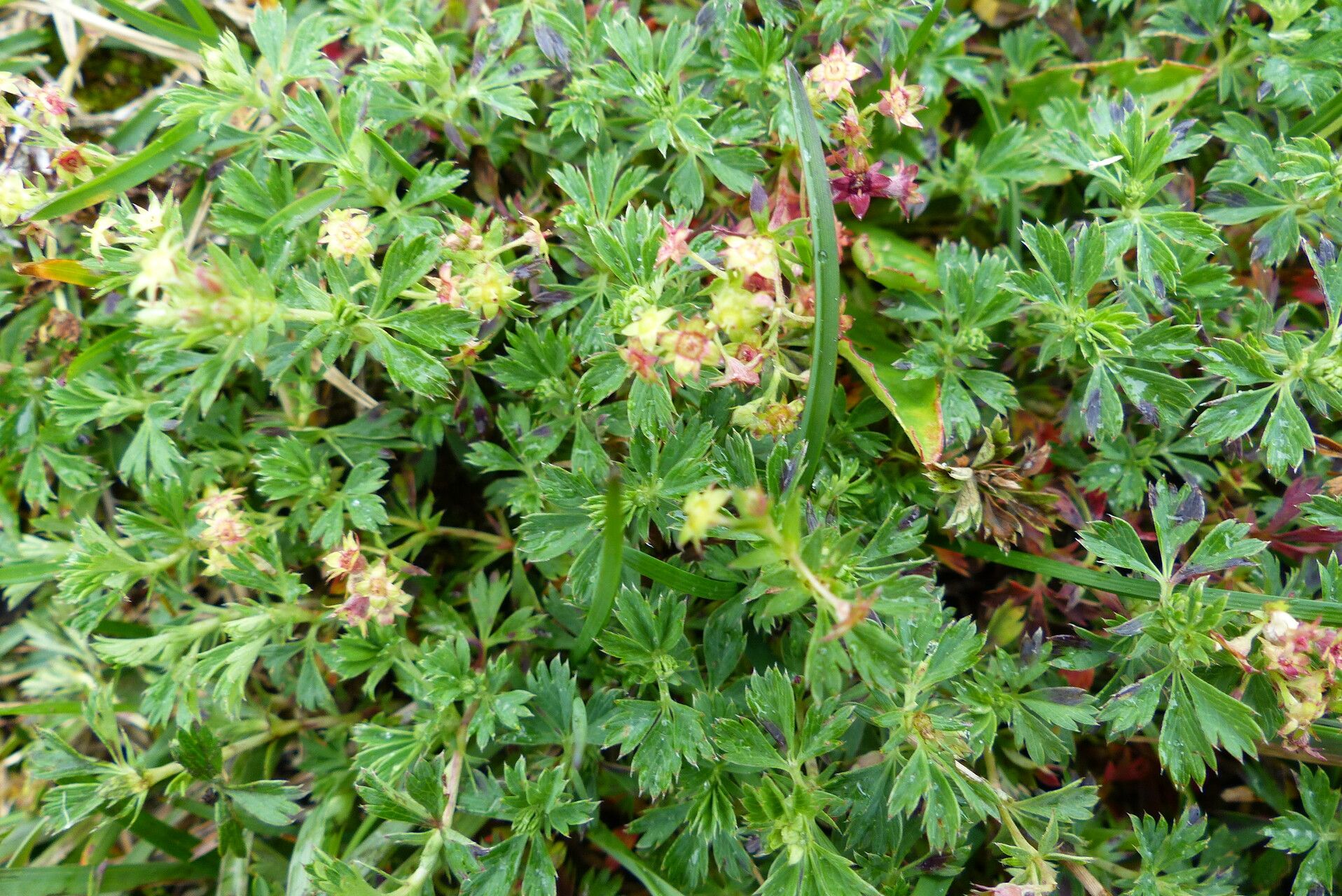 Alchemilla procumbens — search result for 'Alchemilla'