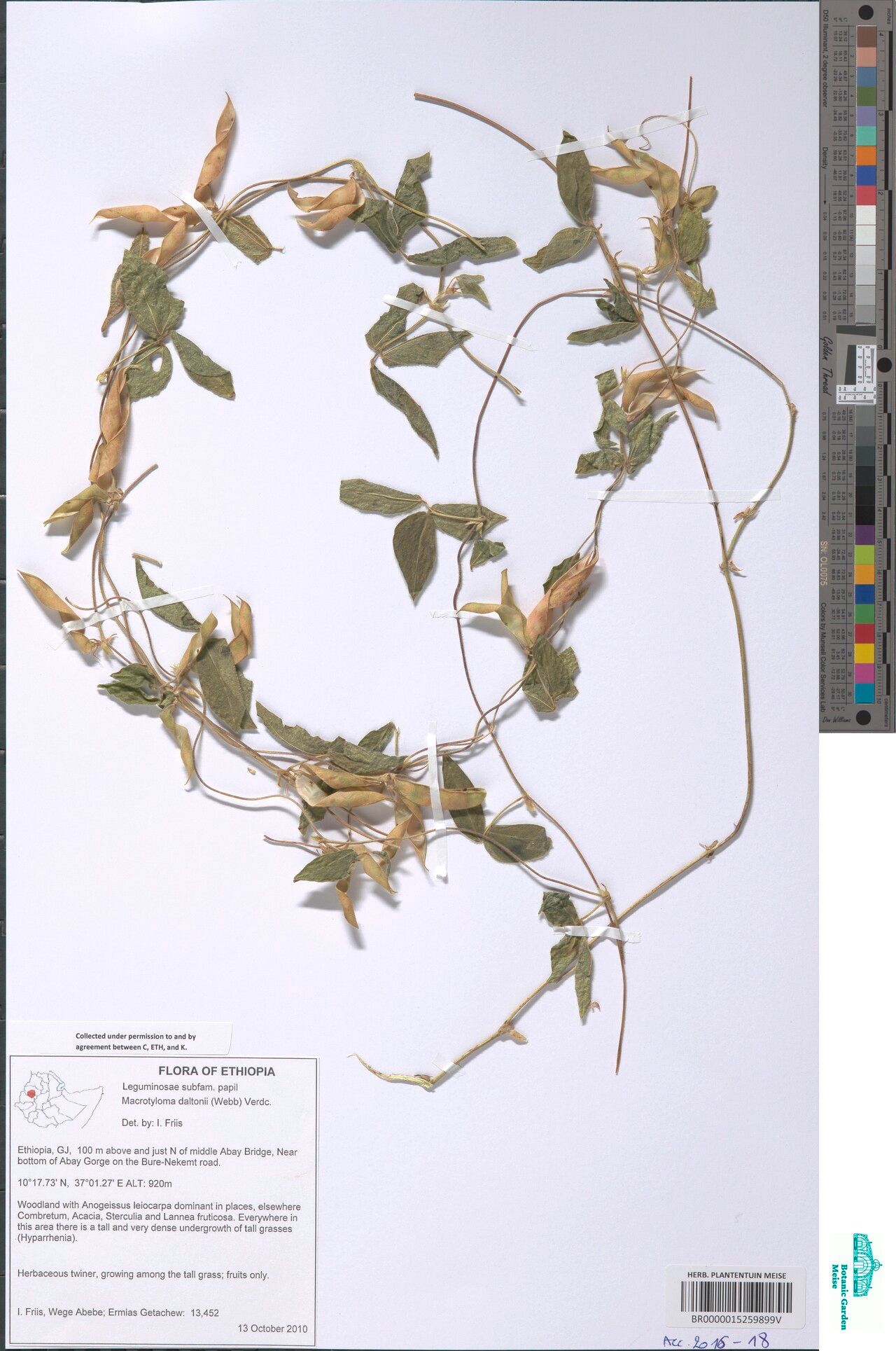 Macrotyloma daltonii — related species from the same genus