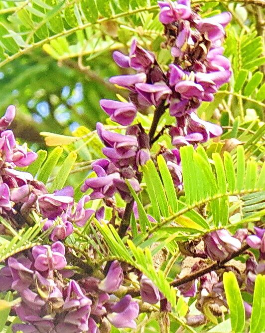 Machaerium hirtum flower