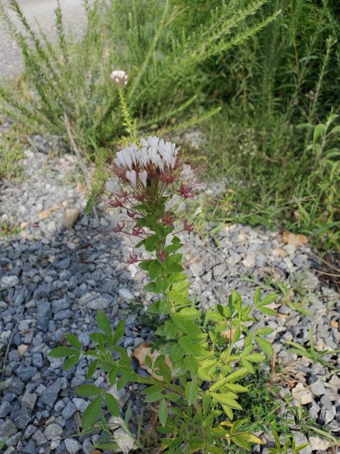 Polanisia dodecandra habit