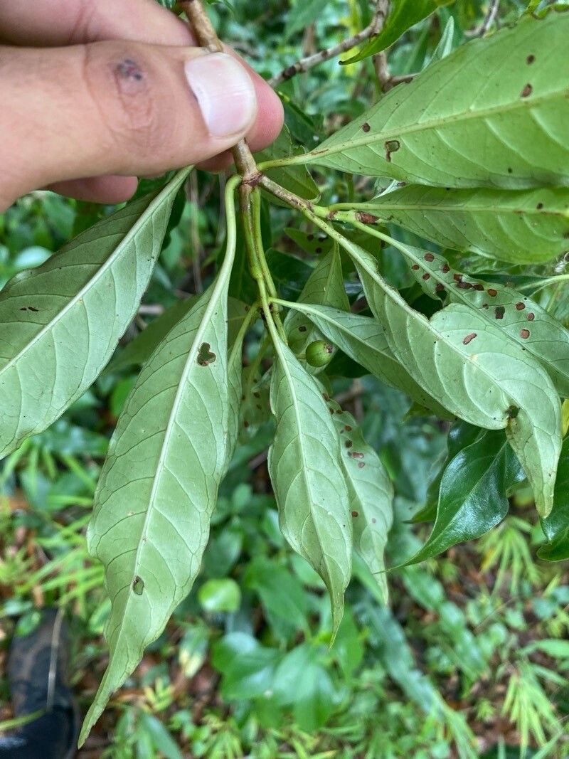 Psychotria chiriquina — houseplant care guide