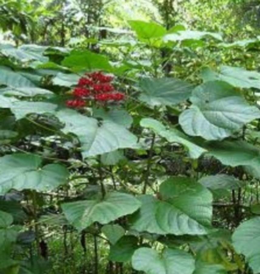 Clerodendrum buchananii — search result for 'Clerodendrum'